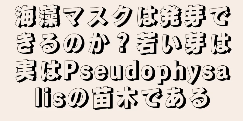 海藻マスクは発芽できるのか？若い芽は実はPseudophysalisの苗木である